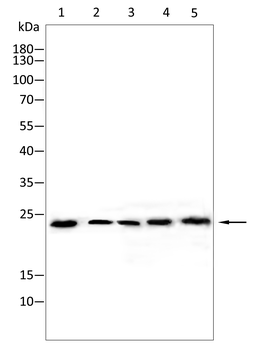 NRAS Antibody