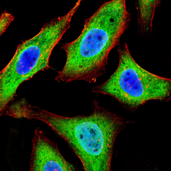 DDR1 Antibody