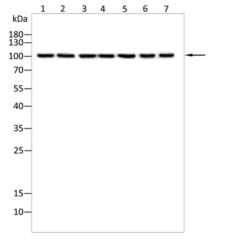 DDR1 Antibody