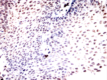 SNRPA1 Antibody