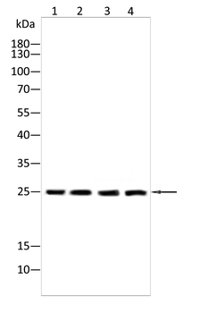 UCHL1 Antibody