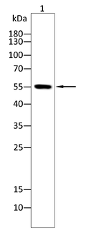 TEAD1 Antibody