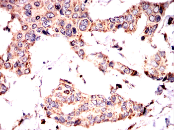 BMAL1 Antibody