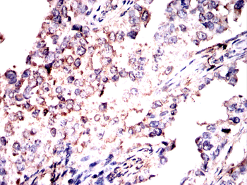BMAL1 Antibody