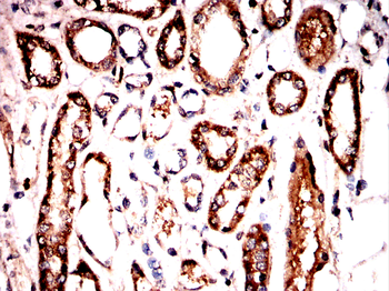 BMAL1 Antibody