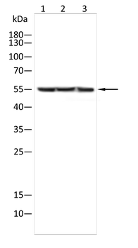 BMAL1 Antibody
