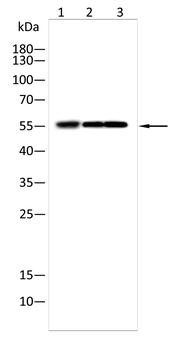 BMAL1 Antibody