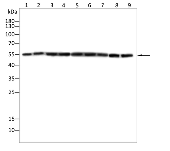 BMAL1 Antibody