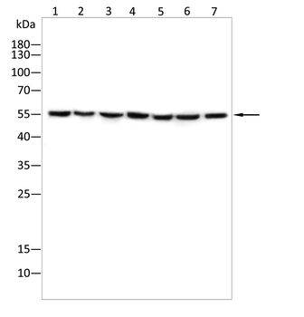 BMAL1 Antibody