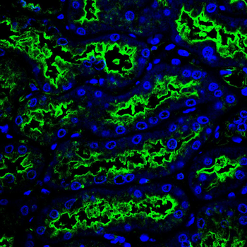LAMC2 Antibody