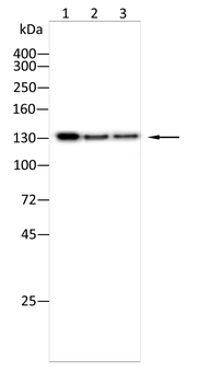 LAMC2 Antibody