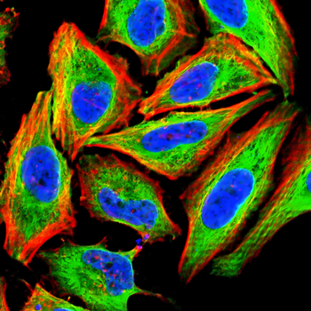 TUBB Antibody