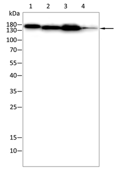 EGFR Antibody