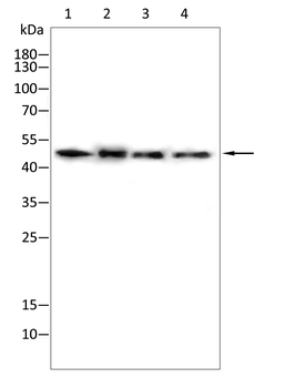 FCGR3A Antibody