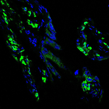 PRKAA1 Antibody