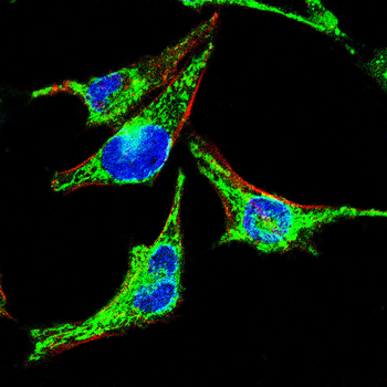 GSK3B Antibody