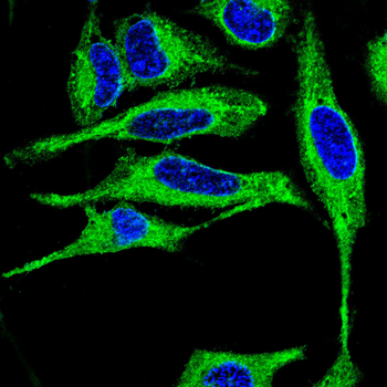 MAPK3,MAPK1 Antibody