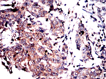 MAPK3,MAPK1 Antibody