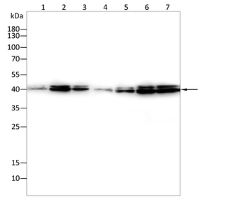 MAPK3,MAPK1 Antibody