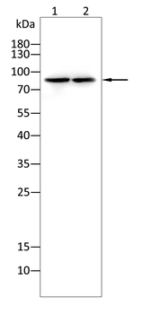 STAT3 Antibody