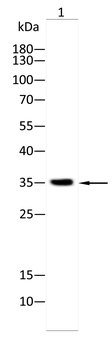 LRP1 Antibody