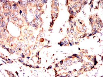 LRP1 Antibody