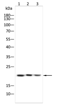 HMGA2 Antibody
