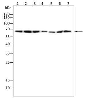 DCP1A Antibody