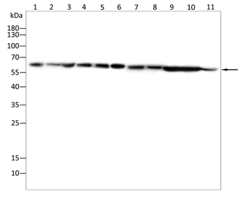 G6PD Antibody