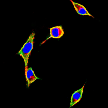 A2M Antibody