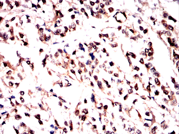 SYNE1 Antibody