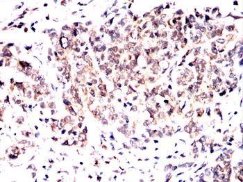 IQGAP1 Antibody