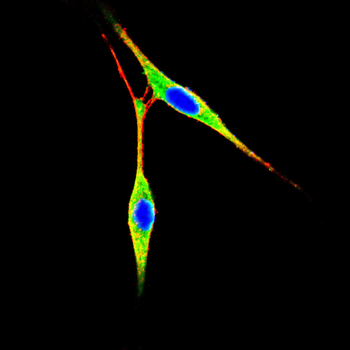 IQGAP1 Antibody