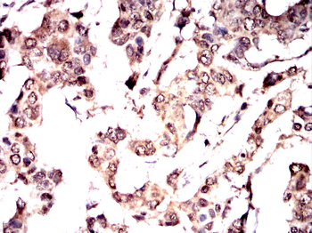 IQGAP1 Antibody