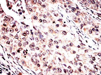 IQGAP1 Antibody