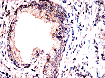 IQGAP1 Antibody