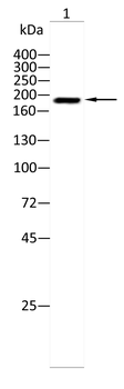 IQGAP1 Antibody