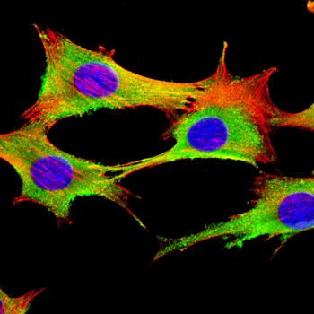 NOG Antibody