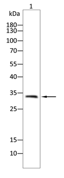 NOG Antibody