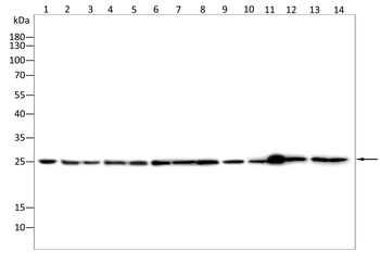 NOG Antibody