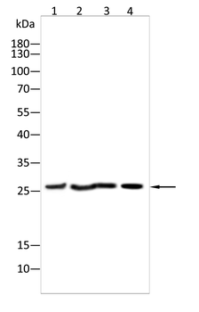 NOG Antibody