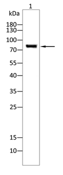 BCL6 Antibody