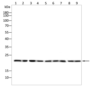 NRAS Antibody