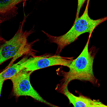 RPSA Antibody