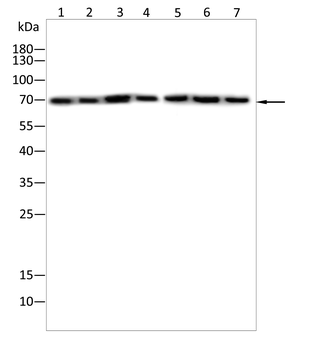 KRT1 Antibody