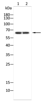 EIF2AK4 Antibody