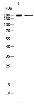 EIF2AK4 Antibody