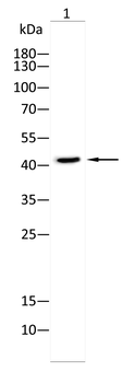SCD Antibody