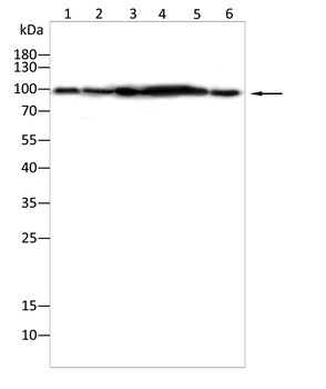 KPNB1 Antibody