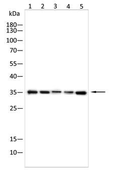 CCR8 Antibody